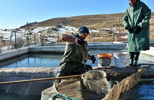 Muş'ta 2 bin 100 rakımlı dağın eteğine kurulan tesiste somon balığı sağımı