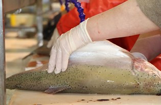 Türk somonları Karadeniz'den önce Vietnam'a, oradan Japonya'ya