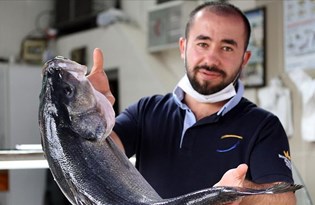 Ağlara takılan 15 kilogramlık levrek 2 bin 550 liraya satışa sunuldu