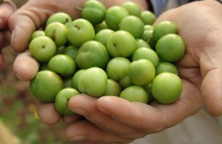 İlk erik 10 gün erken geldi: Kilosu 500 lira