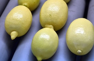 Limon ihracatı eylül ayında zirve yaptı