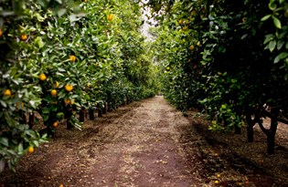 Portakalı hem sıcaklık hem de dolu vurdu: Fiyatı 3 kat arttı