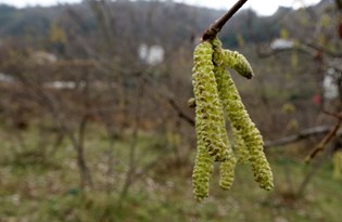 Kışın tomurcuk veren fındıkta 'zirai don’ tehlikesi