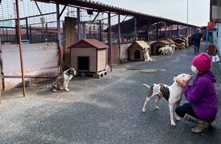 Bayat ekmekler 2 binden fazla hayvana aş oluyor