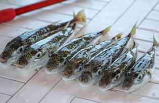 Balon balığı tehlikesi balık fiyatlarını da etkiledi