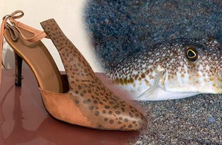 Balon balığı ayağa düştü!