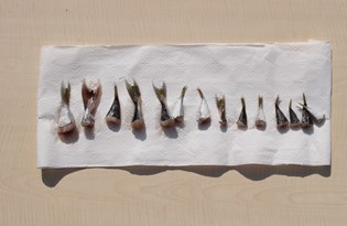 Balon balığı, balıkçılara binlerce lira kazandırdı