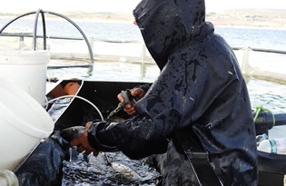 Milyonlarca balık tek tek aşılanıyor