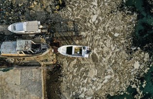 Marmara'dan sonra şimdi de Ege'de: Müsilaj tehlikesi büyüyor mu?