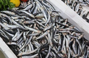 Hasmi azaldı, 'çaça' avı başladı