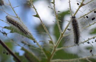 Fındık üreticilerine 