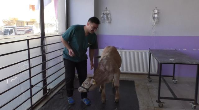 İshal şikayetiyle veterinere götürülen buzağılarda koronavirüs tespit edildi