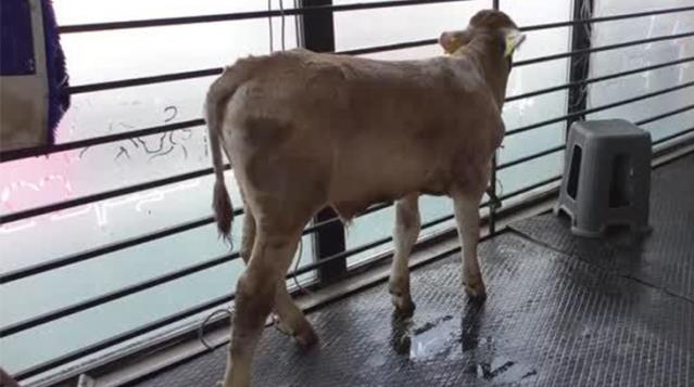 İshal şikayetiyle veterinere götürülen buzağılarda koronavirüs tespit edildi