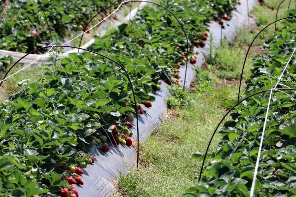 Binlerce kişi ziyaret ediyor! Tarlasından bizzat topladıkları çileği 15 liraya satın alıyorlar