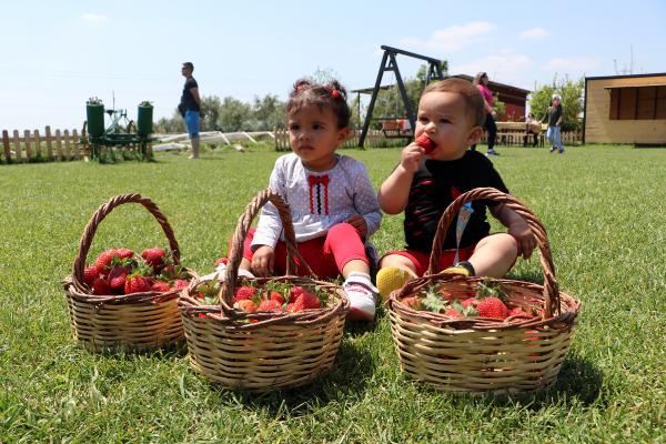 Binlerce kişi ziyaret ediyor! Tarlasından bizzat topladıkları çileği 15 liraya satın alıyorlar