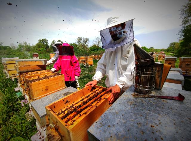 Gram gram sağdığı arı sütünün kilosunu 8 bin liradan satıyor