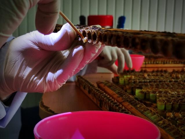 Gram gram sağdığı arı sütünün kilosunu 8 bin liradan satıyor