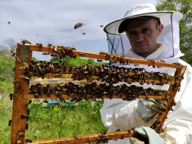Gram gram sağdığı arı sütünün kilosunu 8 bin liradan satıyor