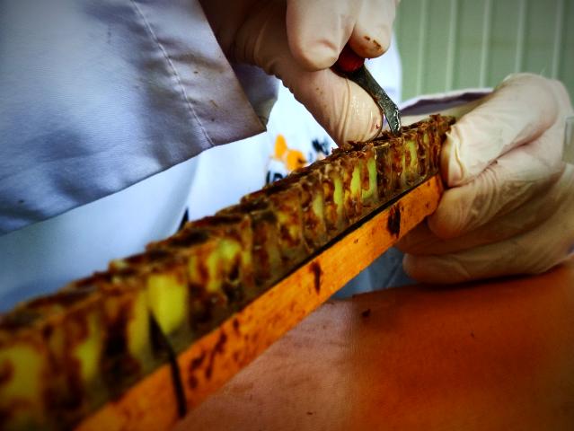 Gram gram sağdığı arı sütünün kilosunu 8 bin liradan satıyor