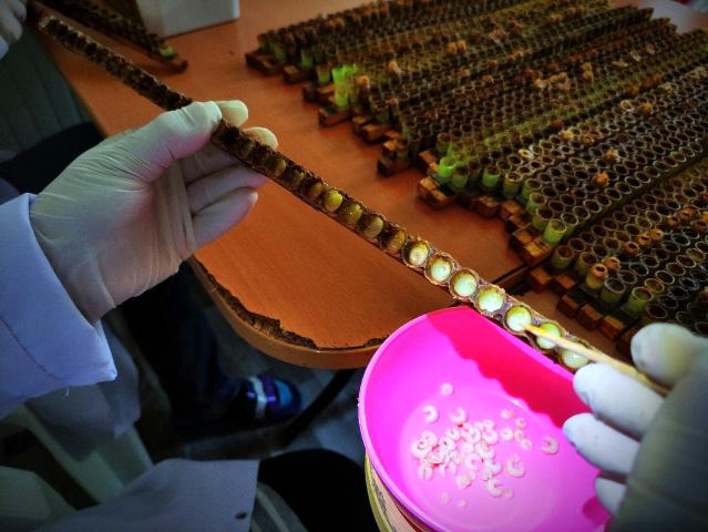 Gram gram sağdığı arı sütünün kilosunu 8 bin liradan satıyor