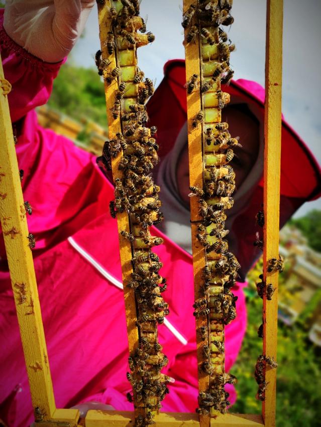 Gram gram sağdığı arı sütünün kilosunu 8 bin liradan satıyor