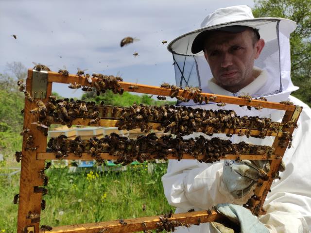 Gram gram sağılan arı sütünün kilosu 8 bin liradan satılıyor