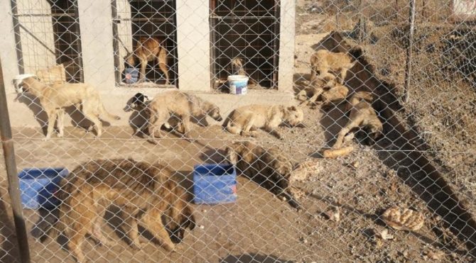 29 köpek boş arazide baygın halde bulundu