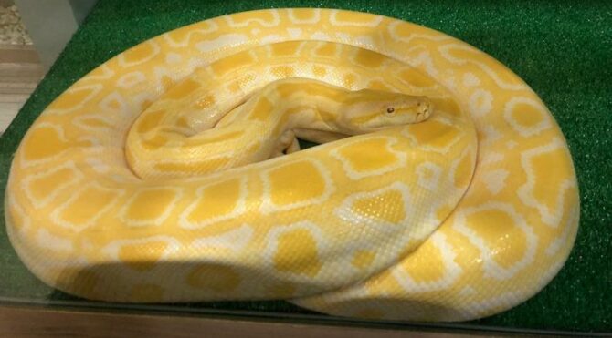 Beyoğlu’nda 3 metre uzunluğunda piton ele geçirildi