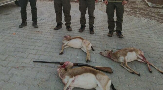 Caniler suçüstü yakalandı