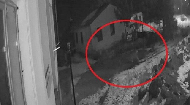 İlçe merkezine kurtlar indi