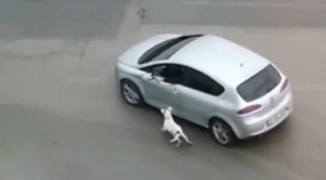 Köpeğini tasmasından tutup otomobilden sürükleyerek gezdirdi
