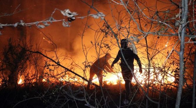 Sakarya İl Ormanı’nda korkutan yangın