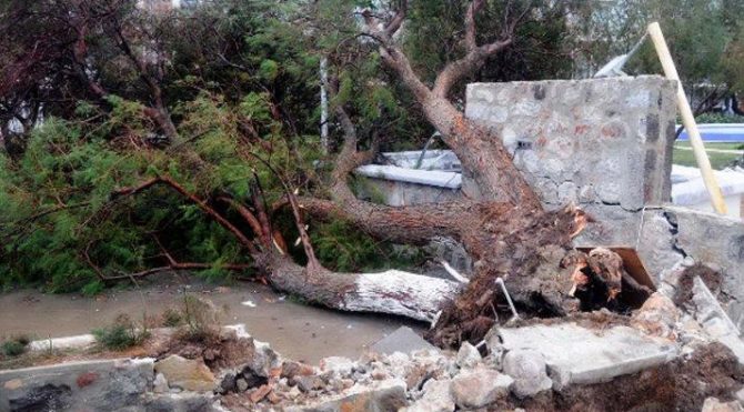 Şiddetli lodos: Ağaçlar uçtu, iskeleler zarar gördü