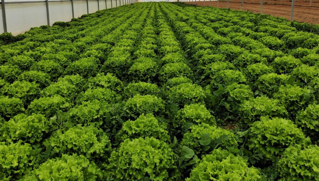 Üretici tüketici fiyatı arasında uçurum: Fiyatı yüzde 400 artıyor