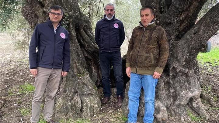 1000 yıllık zeytin ağacına 'anıt ağaç' tescili