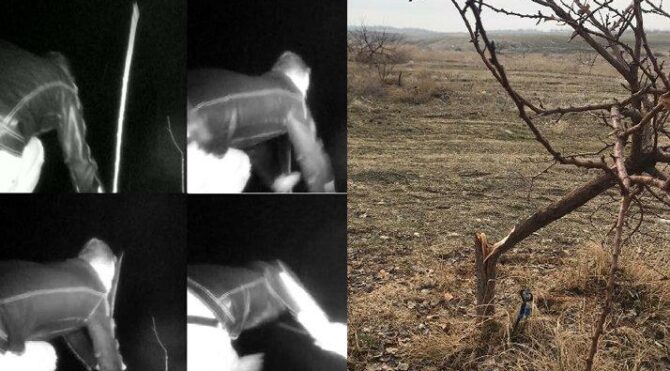 17 bin TL harcadı, ağaçlarını keseni yakaladı