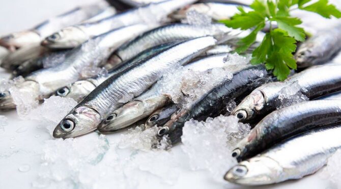 4 soruda hamsi yasağı: Kurtarabilecek miyiz?