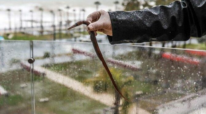 Antalya’da akılalmaz olay: Fırtına balığı balkona fırlattı