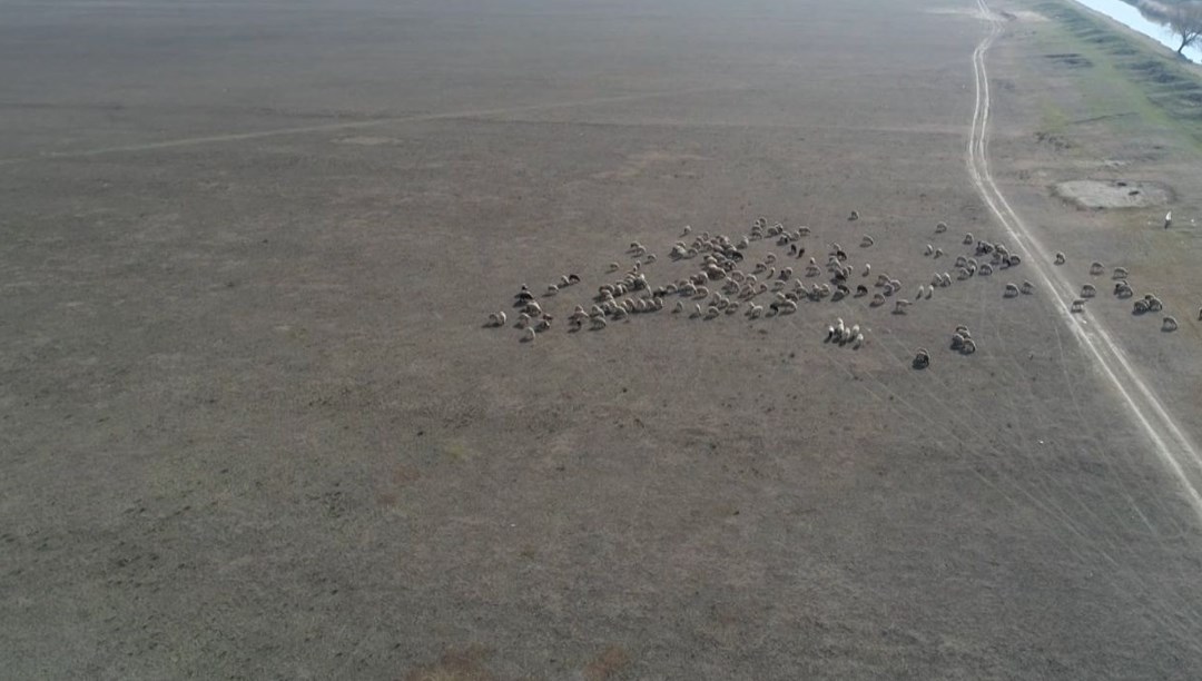 Avlan Gölü keçi ve koyunlara kaldı