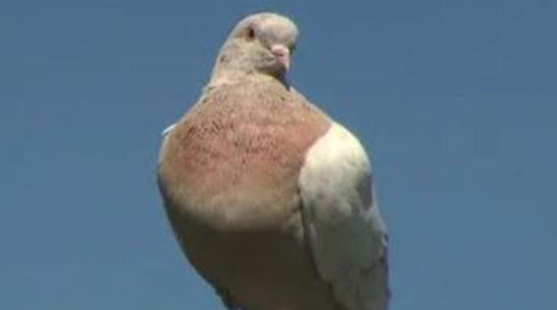 Avustralya'ya 13 bin km yoldan gelen güvercin 