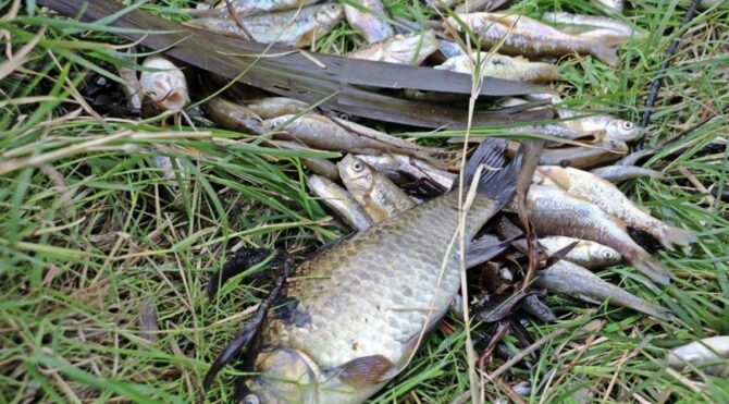 Balık ölümleriyle ilgili 10 işletme kapatıldı