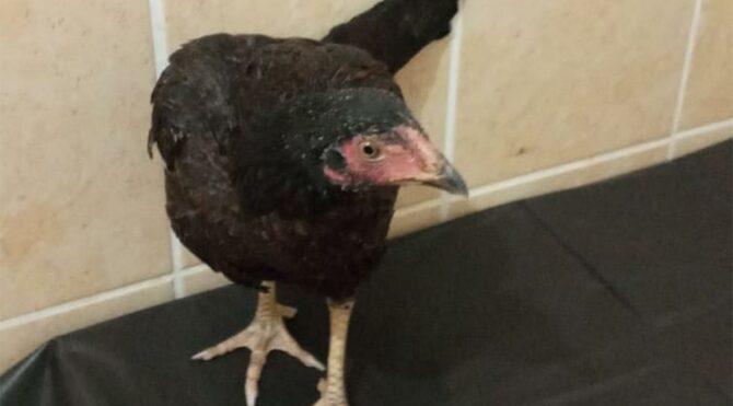 Belediye bu tavuğun sahibini arıyor