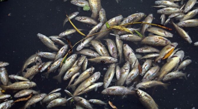 Binlerce balığın ölümüyle ilgili 4 tesise ceza