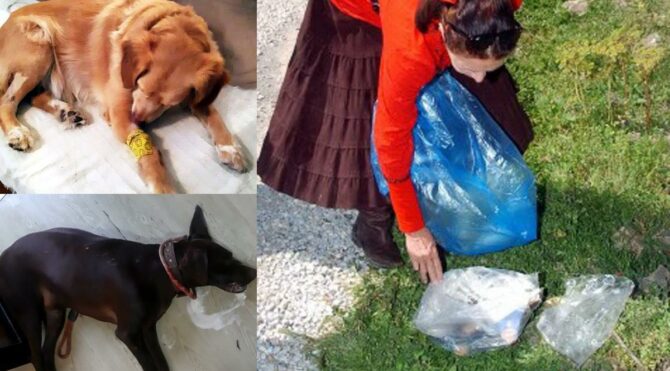 Bodrum’da 6 köpeği zehirli balık ile öldürdüler