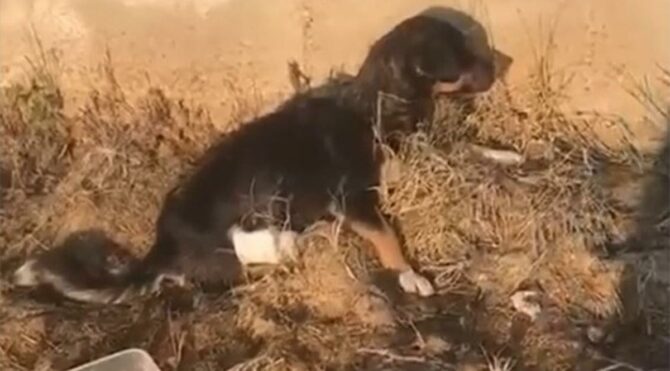 Caniler bu kez de Edirne’de ortaya çıktı