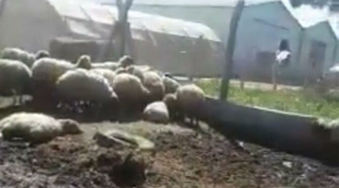 CHP’li vekilden dikkat çeken iddia! Ölüme terk ediyorlar