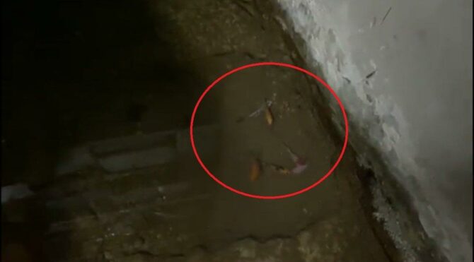 Corona tedavisinde kullanılan ürünlerin bulunduğu depoda canlı balık çıktı