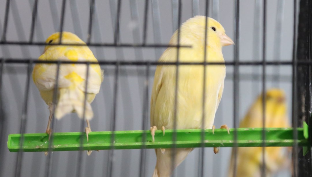 Corona virüs etkisi: Kafes kuşu piyasasında fiyatlar yüzde 170 arttı