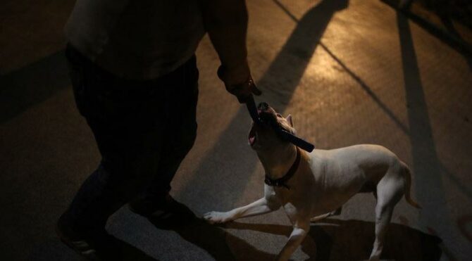 Darp ettikleri vatandaşa pitbull dehşeti yaşattılar