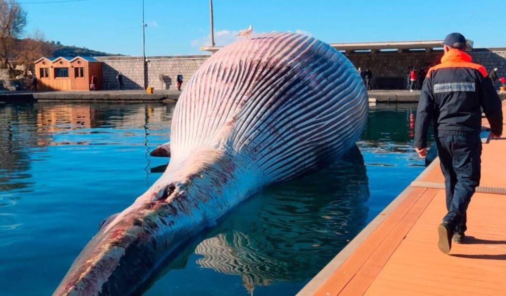 Dev balina kıyıya vurdu